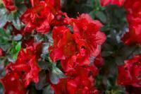 Azalea E Fire #7