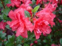 Azalea E Rouge #7