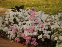 Azalea E Starlite #3