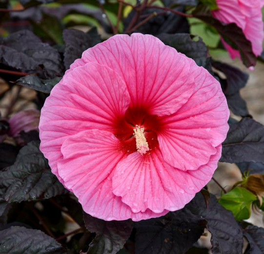 Hardy Hibiscus