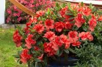 Azalea E Embers #3